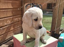 Kc reg labrador puppy