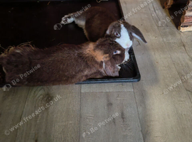 Mom and baby bonded pair