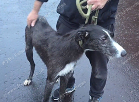 Collie grey deer grey