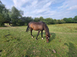 Beautiful 16.1 thouroughbred for full loan