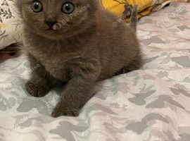 British short hair kittens