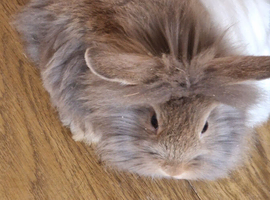 Mini Lop Lionhead x Mini Lop babies