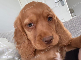 Cocker spaniel puppies