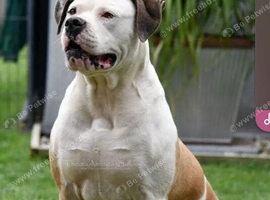 French bull dog