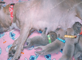 Staff puppies