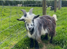Registered Entire Male Pygmy Goat for Sale