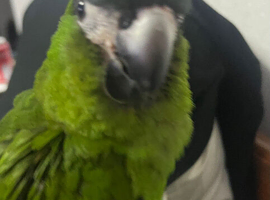 Baby hahns macaw