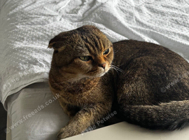 Scottish fold x tabby