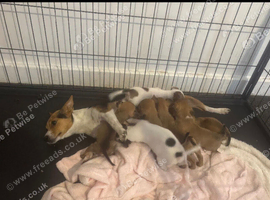 Beautiful Jack Russell puppy