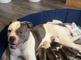Puppies for sale