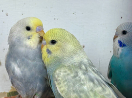 Semi tame baby pastel budgies