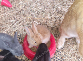 6 babies does and bucks