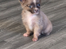 Boy puppy for sale