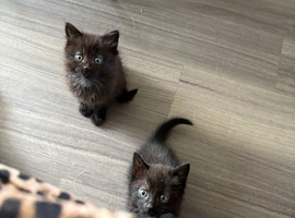 Black beauties