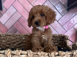 Stunning Tiny Cavapoo Puppy Girl