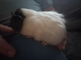 Baby boy gunipigs