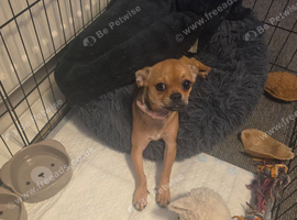 Chihuahua girl pup