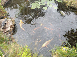 POND CLEARANCE