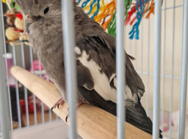 Cockatiel