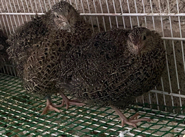 Japanese quails males