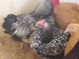 wyandotte eggs hatching banty