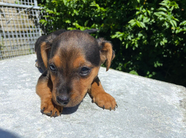 One last Jack Russell boy left