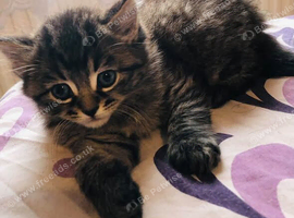 SIBERIAN X KITTEN