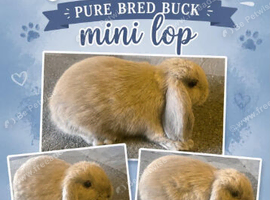 Mini Lop lilac fawn