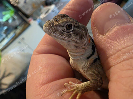 CB26 Wichita Mountain Blue Collared Lizard