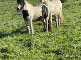 Appaloosa cross cob gelding