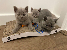 Pedigree British shorthair