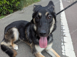Gsd x husky