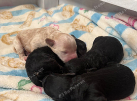 Gorgeous F1B cockapoo puppies available-available to reserve