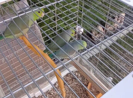 Young parrolets