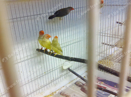 Bengalese finches