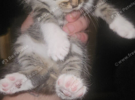 British shorthair x tabbys