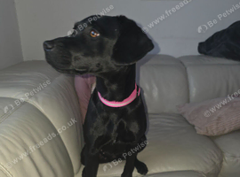 Patterdale/Lab