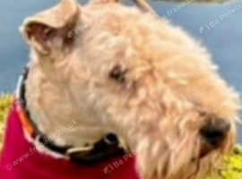 Lakelandterrier KC REGISTERED For stud