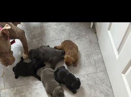 Micro Bully Puppies