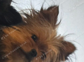 Minuture Yorkipom