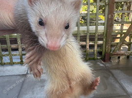 1 Baby girl Ferret for sale