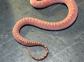 Cb26 corn snakes WOW AMAZING!