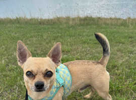 Pure bred for stud Chihuahua