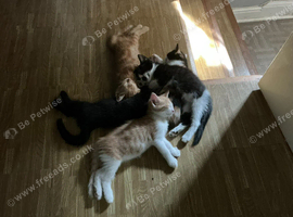 4 Beautiful Kittens Ready for Their Forever Homes