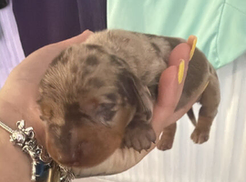 Miniature dachshund puppies