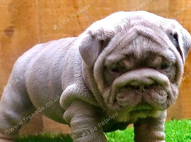 English bulldog puppies