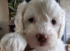 Toy Cavapoo Puppies Ready 13th July