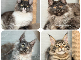 TICA registered Maine coon kittens READY NOW
