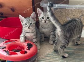 Silver Russian  Maine Coon Kitten x British Shorthair