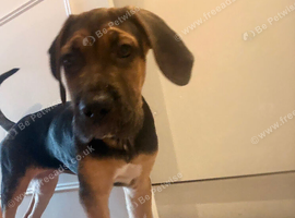 Female cane corso
